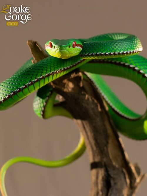 Gumprecht’s Green Pitviper 001 Resin Statue GK Resin Statue