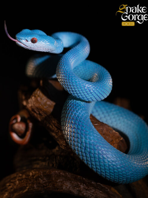 Indonesian Pit Viper Resin Statue 003 GK Resin Statue