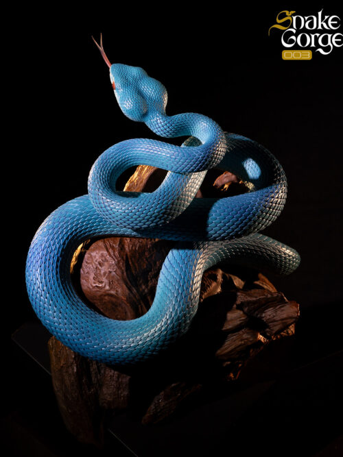 Indonesian Pit Viper Resin Statue 003 GK Resin Statue