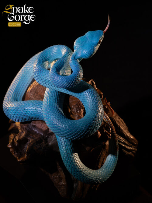 Indonesian Pit Viper Resin Statue 003 GK Resin Statue