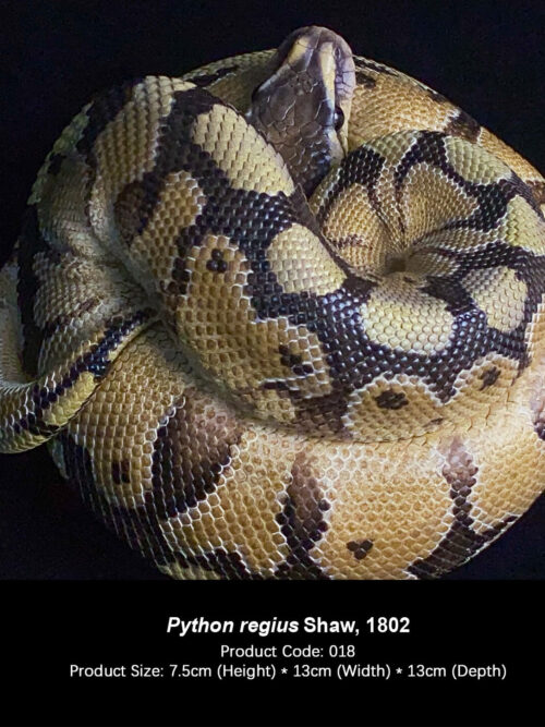 Python regius GK Resin Statue