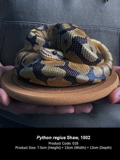 Python regius GK Resin Statue