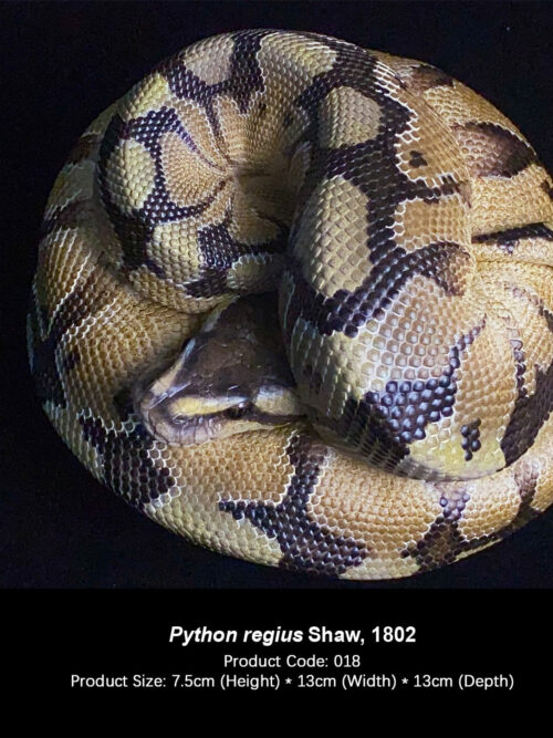Python regius GK Resin Statue
