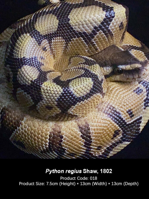 Python regius GK Resin Statue