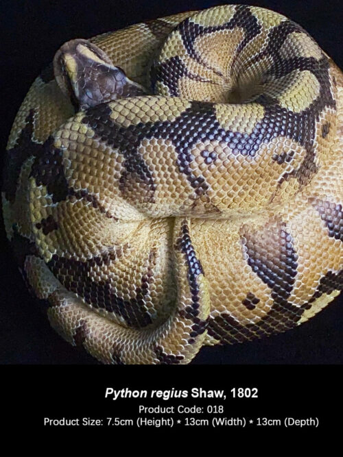 Python Regius - GK Resin Statue - Collector Figures