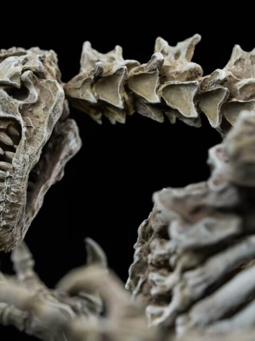 Original Godzilla (1954) Skeleton Fossil - Hardcore Studio - Detail View 8