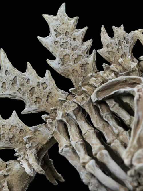 Original Godzilla (1954) Skeleton Fossil - Hardcore Studio - Detail View 1