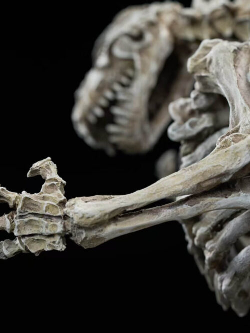 Original Godzilla (1954) Skeleton Fossil - Hardcore Studio - Detail View 9