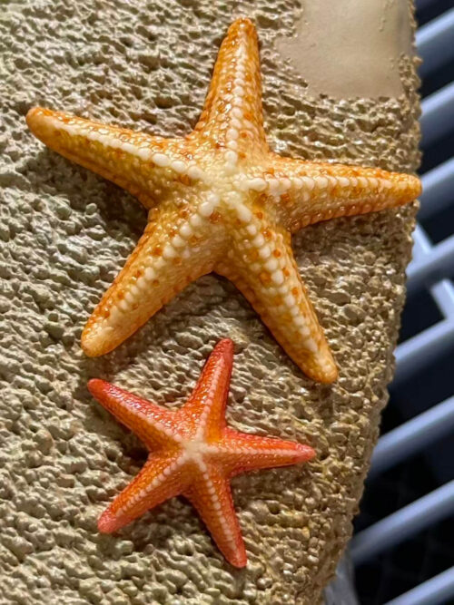 Close-up of two orange and yellow starfish with raised surface details on the textured sand of Gouden Leeuw's base.